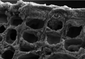 Coraline algae structure under microscope