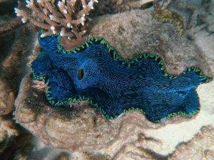 Giant clams with blue valve