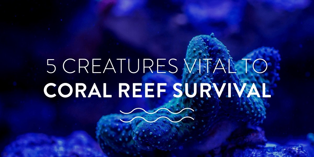 5 Creatures Vital to a Coral Reefs Survival