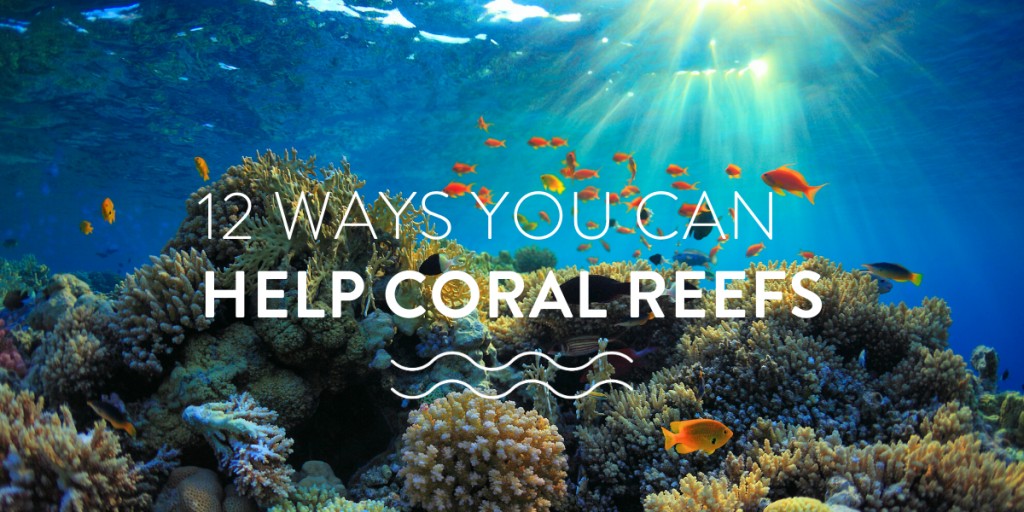 12 ways you can help coral reefs