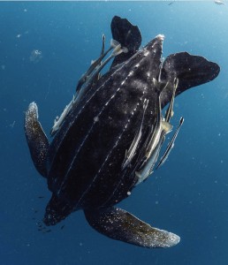 Leatherback sea turtle swimming with remora