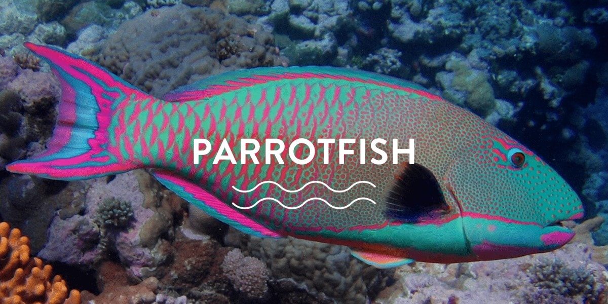 Particulars About Parrotfish
