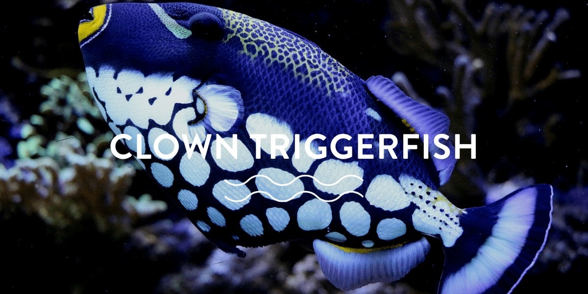 The Quirks of Clown Triggerfish