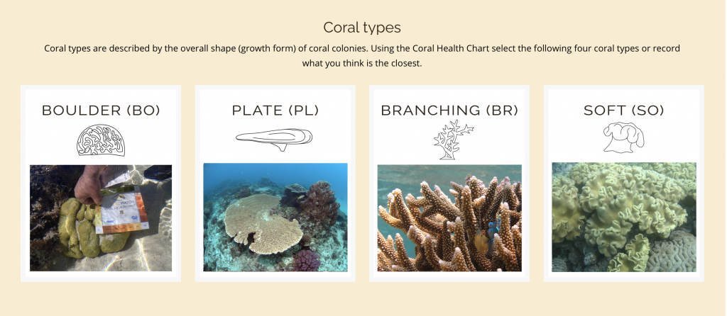 Coral types