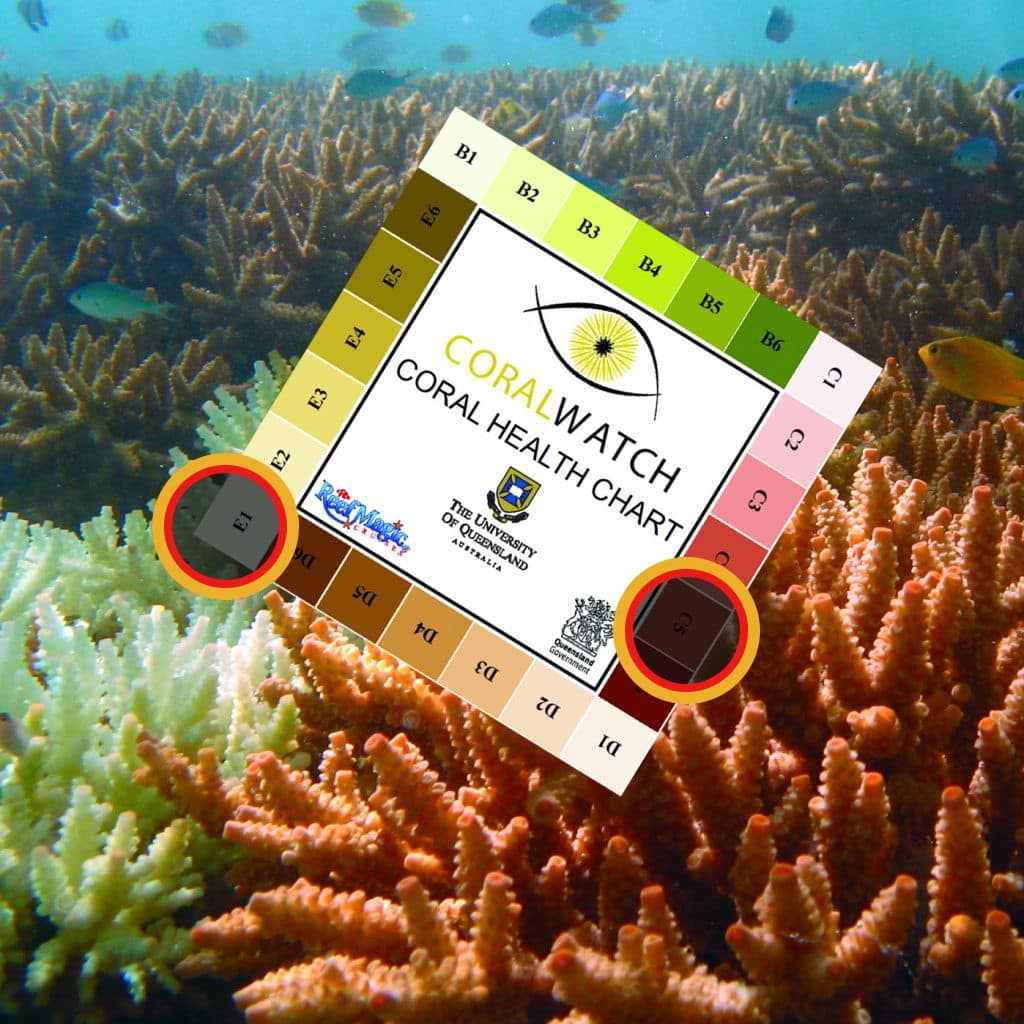 CoralWatch monitoring example