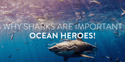 Why Sharks are Important Ocean Heroes