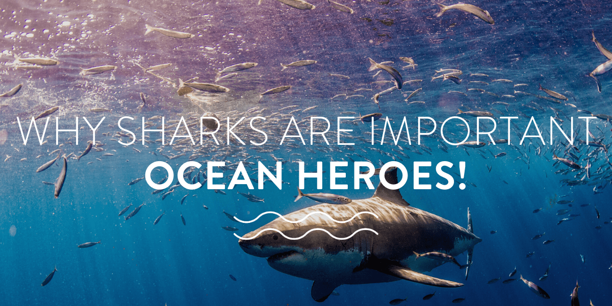 Why Sharks are Important Ocean Heroes!