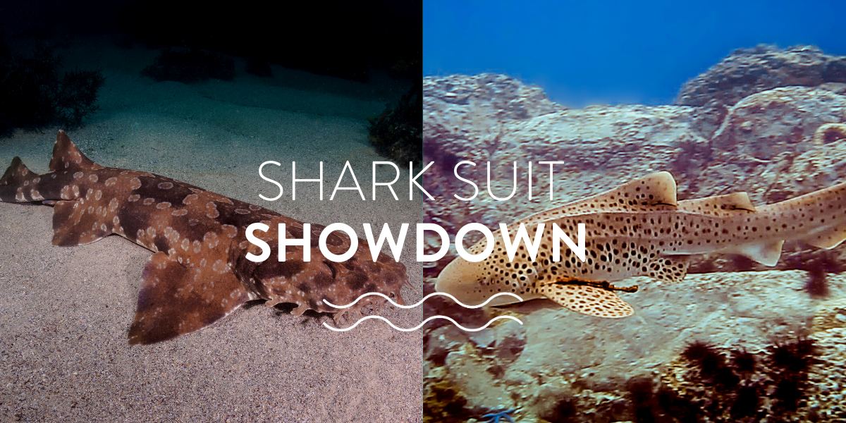 Shark Suit Showdown! Wobbegong vs Leopard.