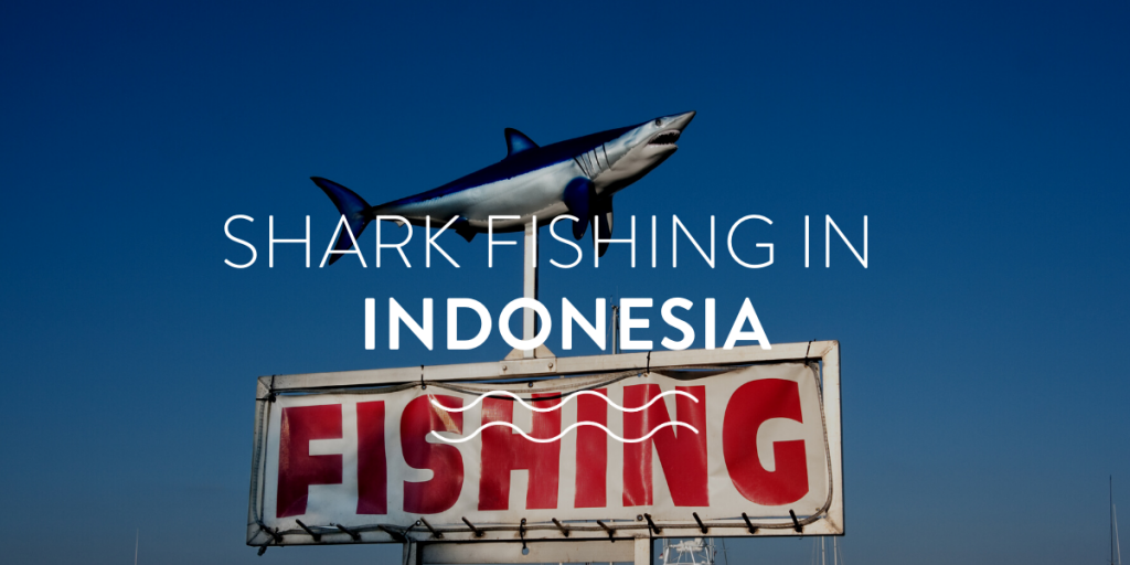 Shark Fishing In Indonesia