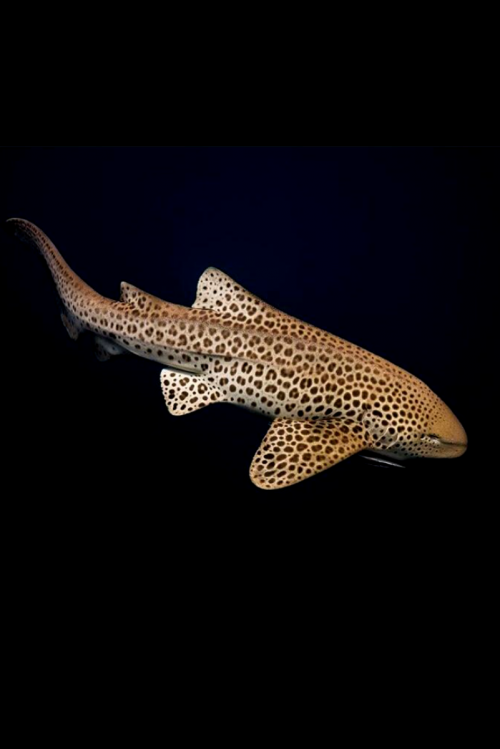 Leopard Shark Bodysuit – LIMITED EDITION