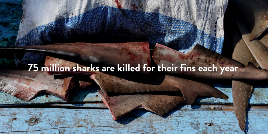 Reason for overfishing - shark finning