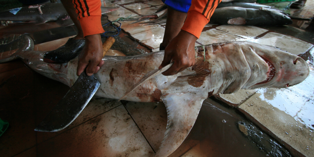 why sharks are overfished