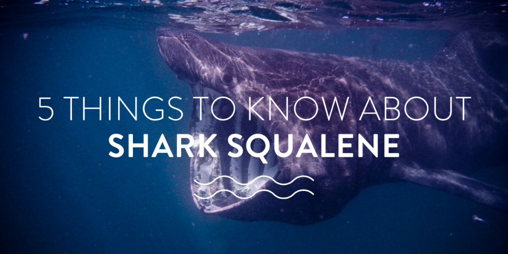 5 things to know about shark squalene