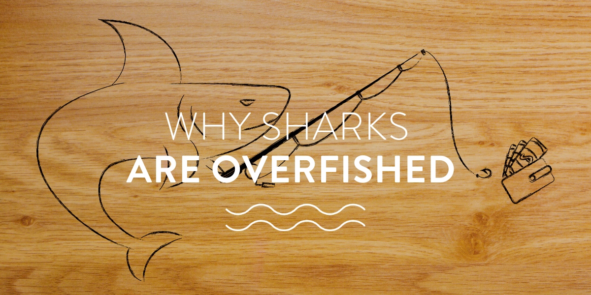 Why sharks are overfished