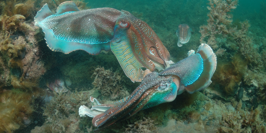 Giant Australian Cuttlefish mating