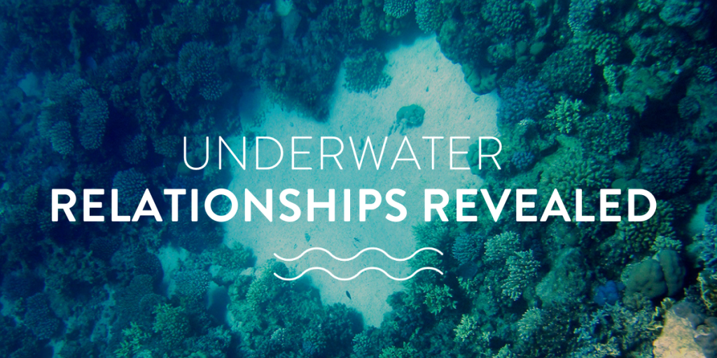 Underwater relationships revealed