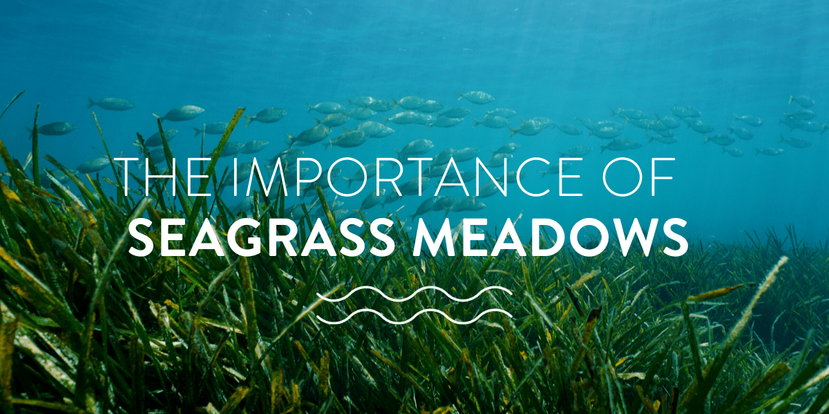 The Importance of Seagrass Meadows
