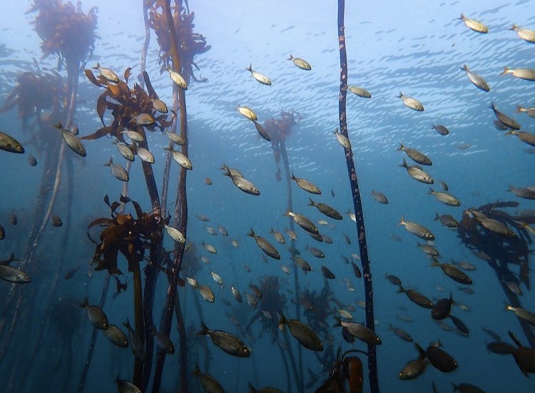 fish swimming through a kelp forest