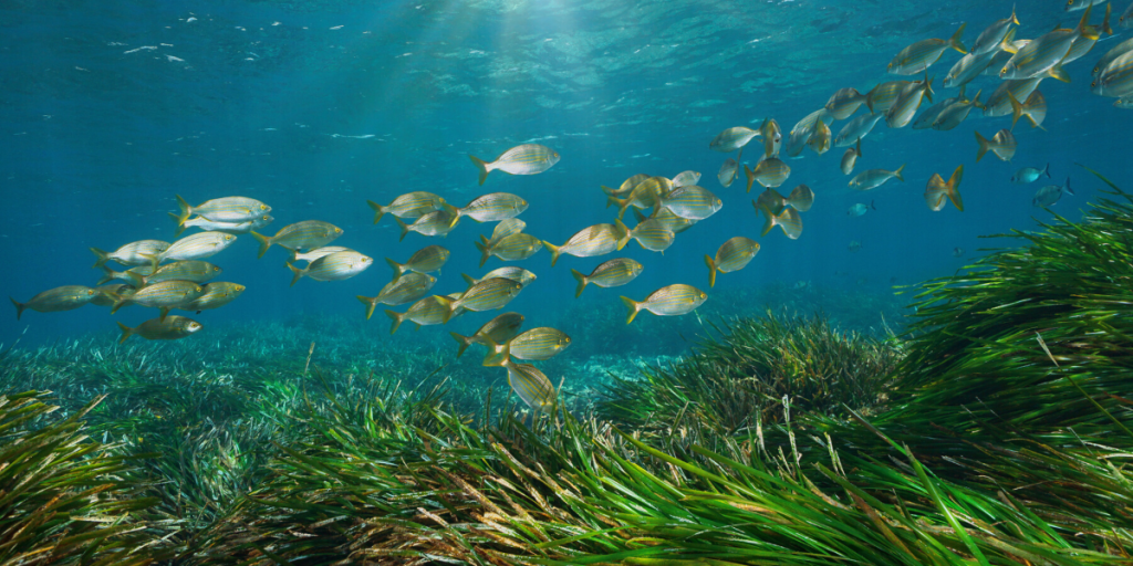 The Importance of Seagrass Meadows - Ocean Mimic