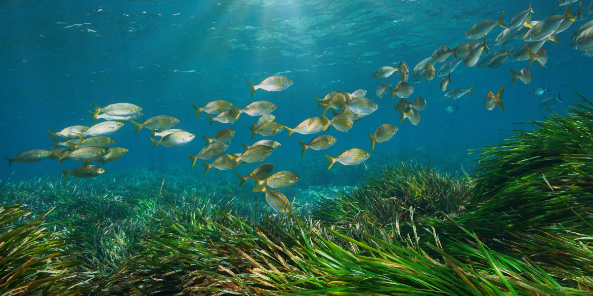 The Importance of Seagrass Meadows