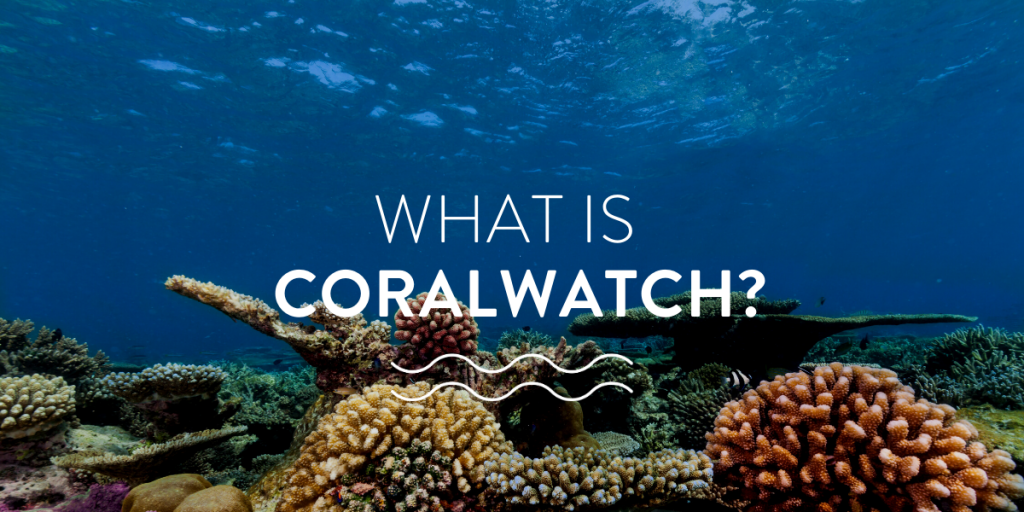 researching coral health - what is coralwatch?