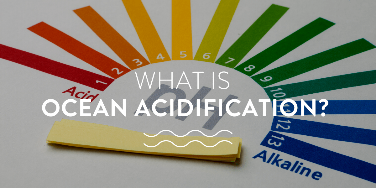 what is ocean acidification?