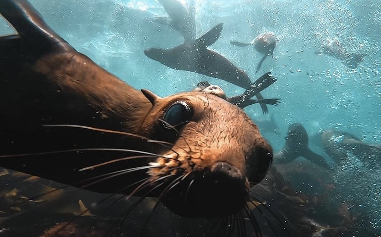 Curious seal checking out the cameral. other seals swimming and kelp in the background