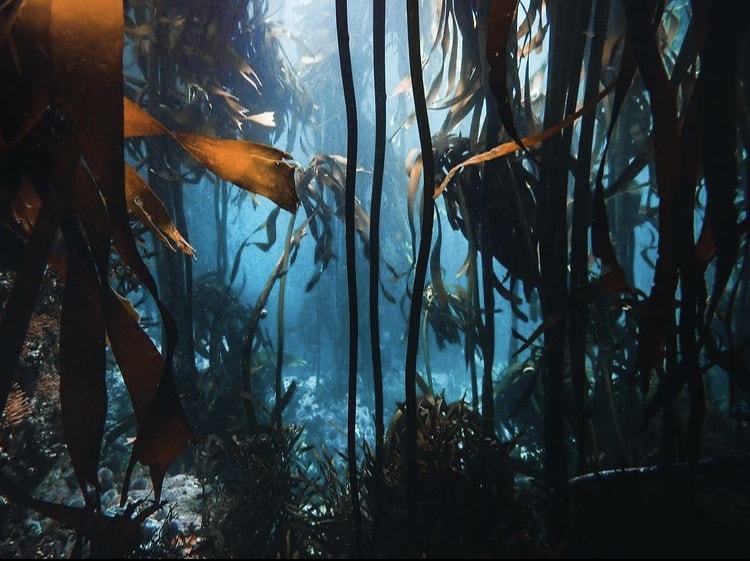 Magical kelp forest