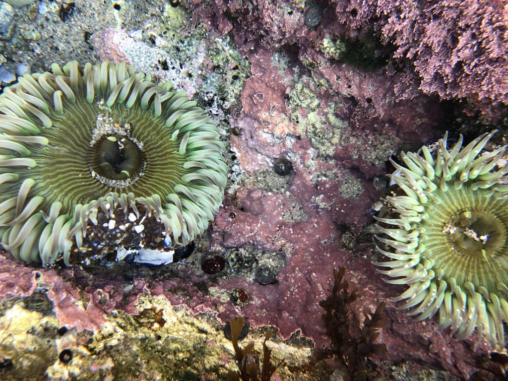 two green anemones in a tide pool