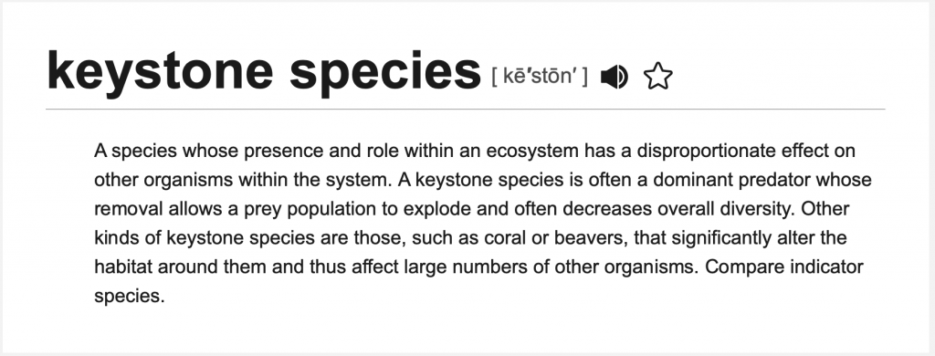 definition of keystone species