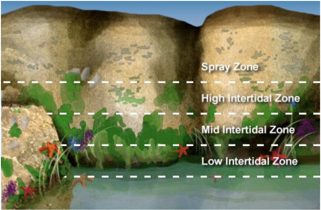 Diagram showing the different zones in a tide pool