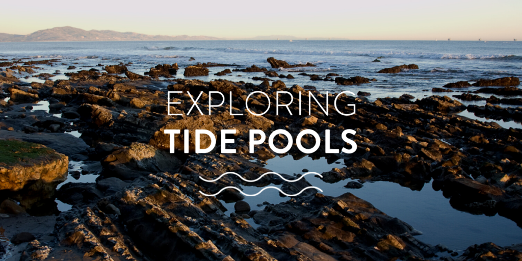 Exploring tide pools