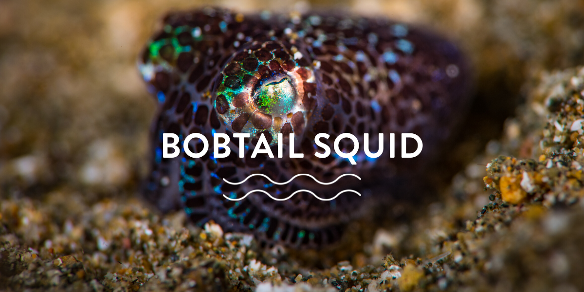 Surprising Bobtail Squid Facts!