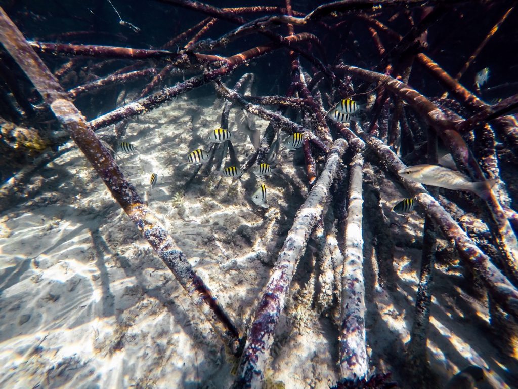 fish swimming among mangrove roots  