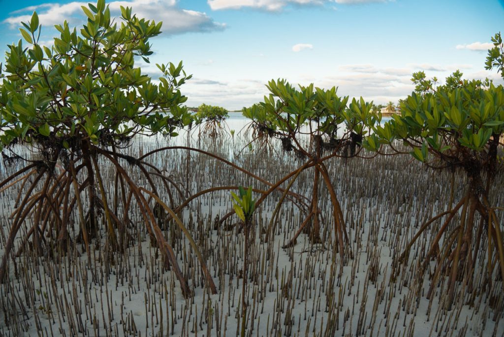 mangrove trees showing their prop roots and pneumatophores