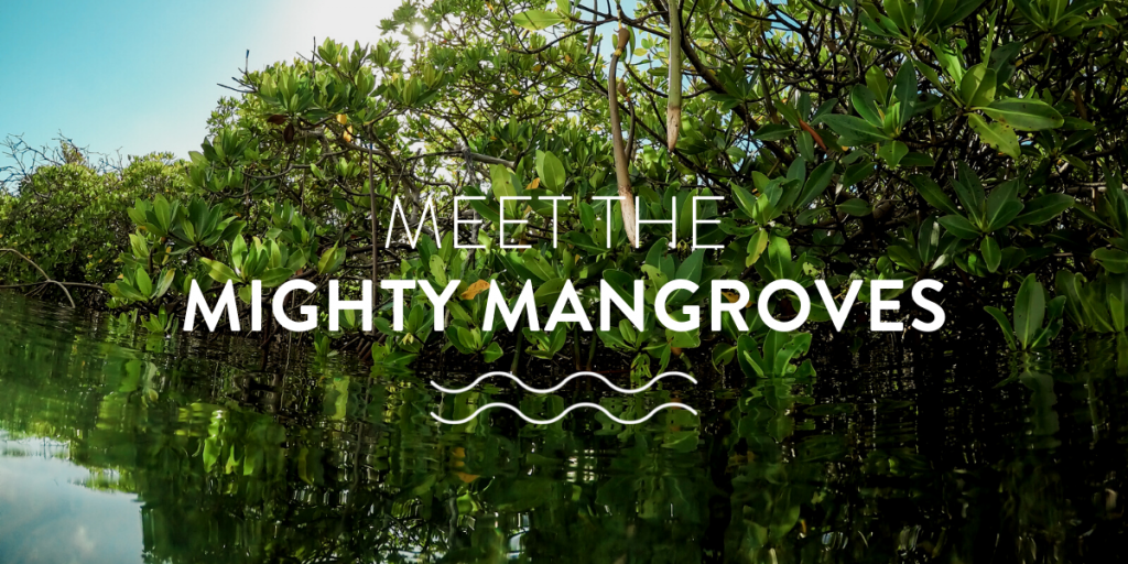 meet the mighty mangroves