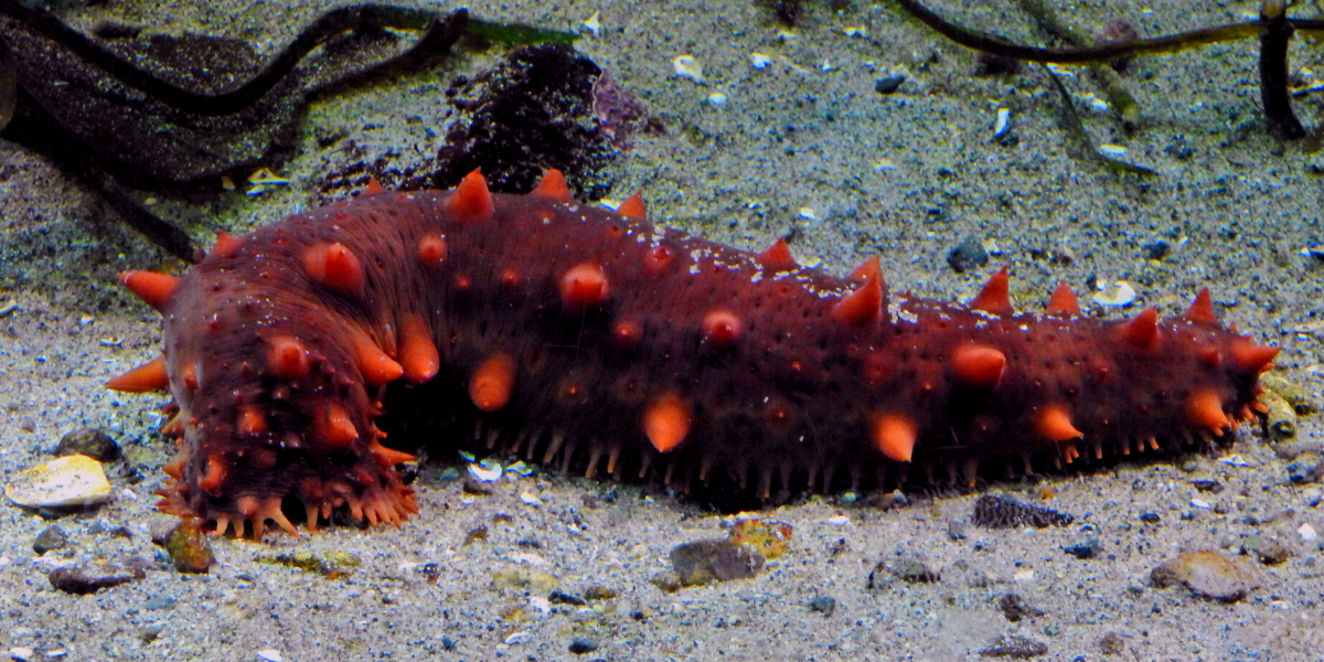 Sea Cucumbers: Underwater Treasures at Risk