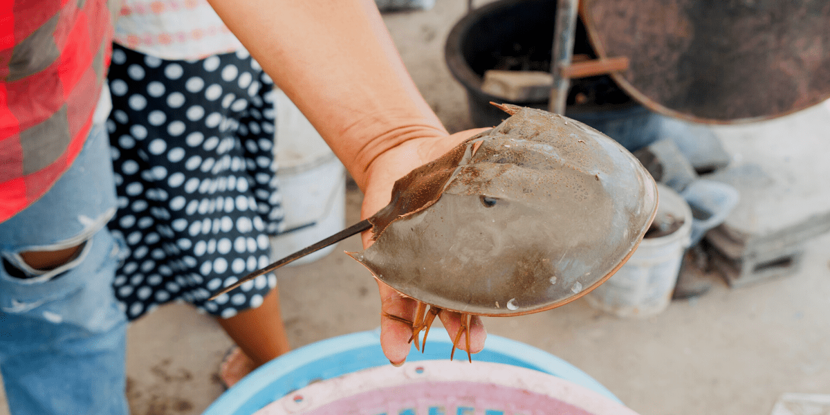 Horseshoe Crabs: Ancient Survivors in Peril from Pharmaceutical Exploitation